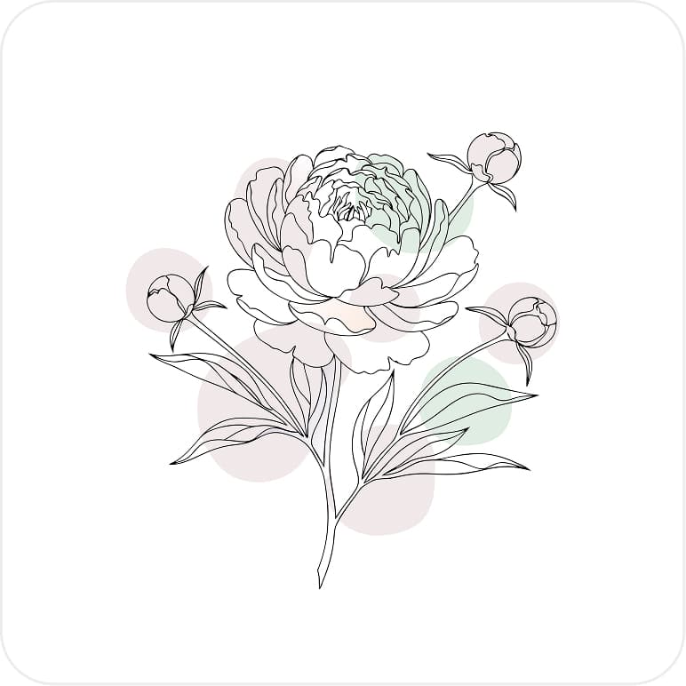 Blooming peony flower line art